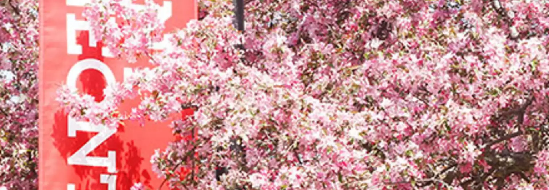 pink flowers and SUNY Oneonta sign