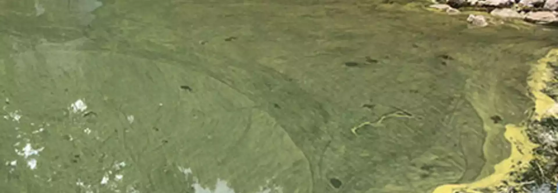 Testing for Harmful Algal Blooms