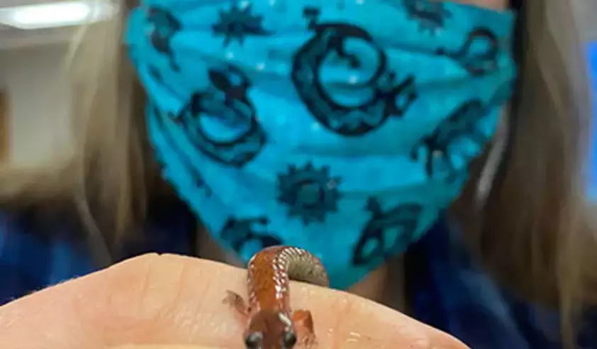 Salamander