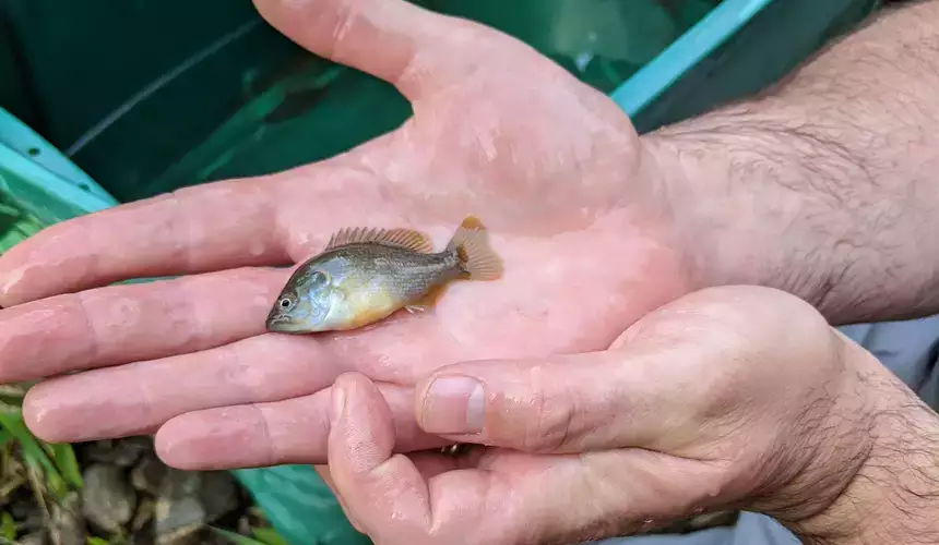 Biology student holds a sunfish fry