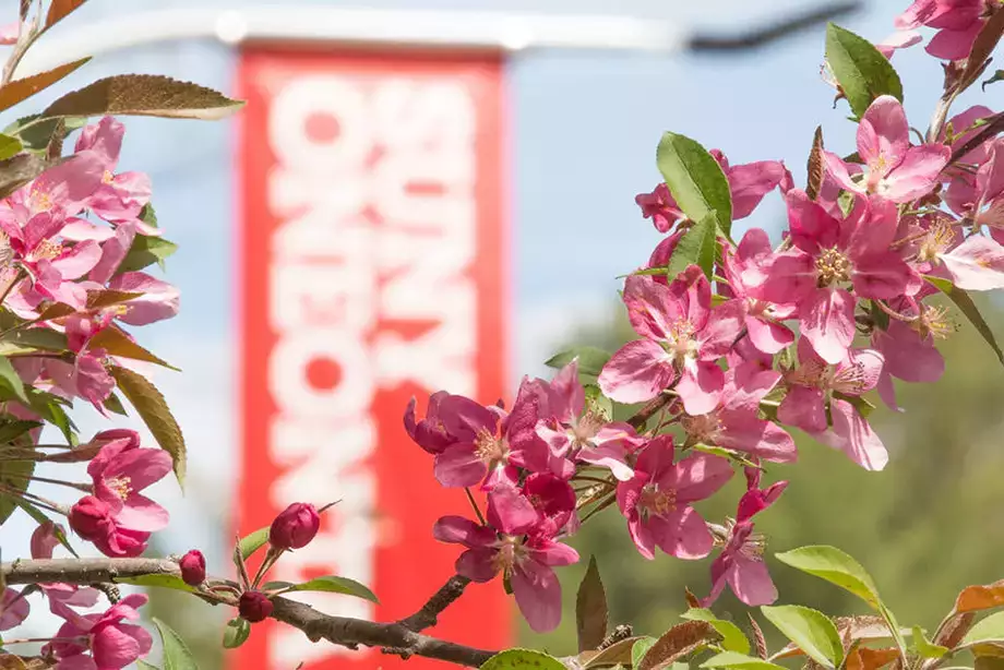 Cherry Tree blossoming in front of the SUNY Oneonta banner