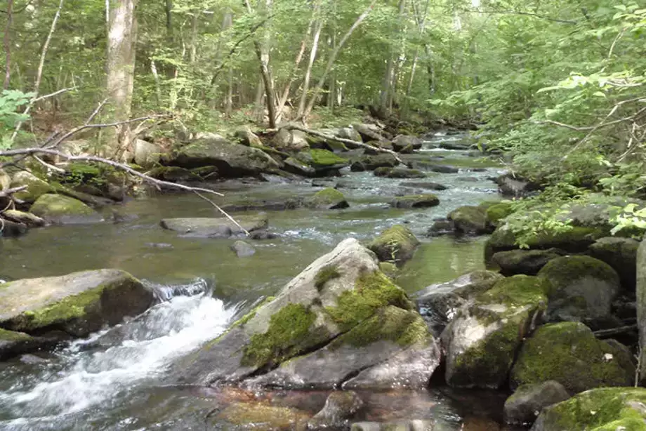 Field Trips Stream