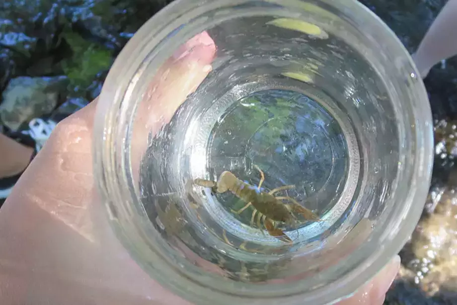 Field Trips Crawfish in Cup