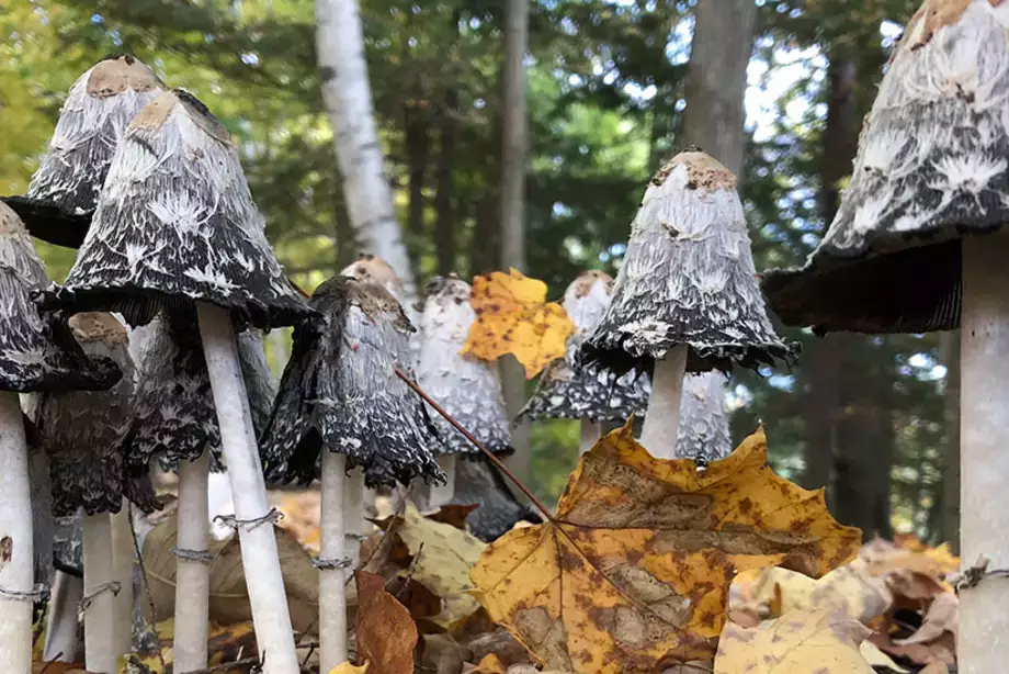 Field Trips Mushrooms