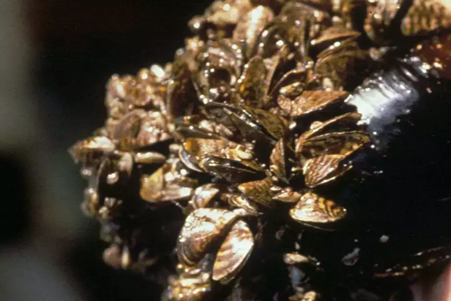 Zebra mussels dreissena polymorpha on native mussel