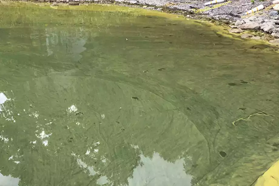 Cyanobacteria Bloom Growth