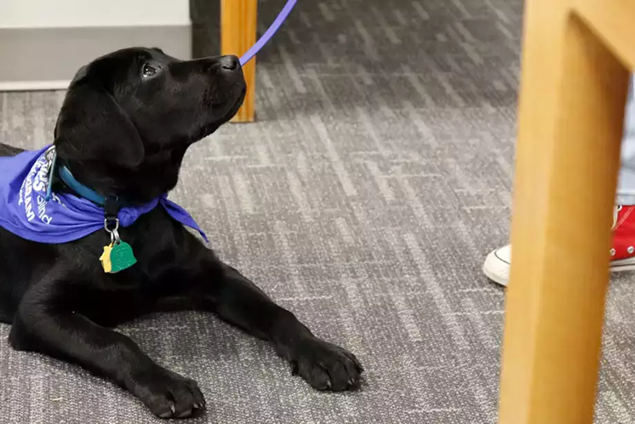 Puppy looking for reward