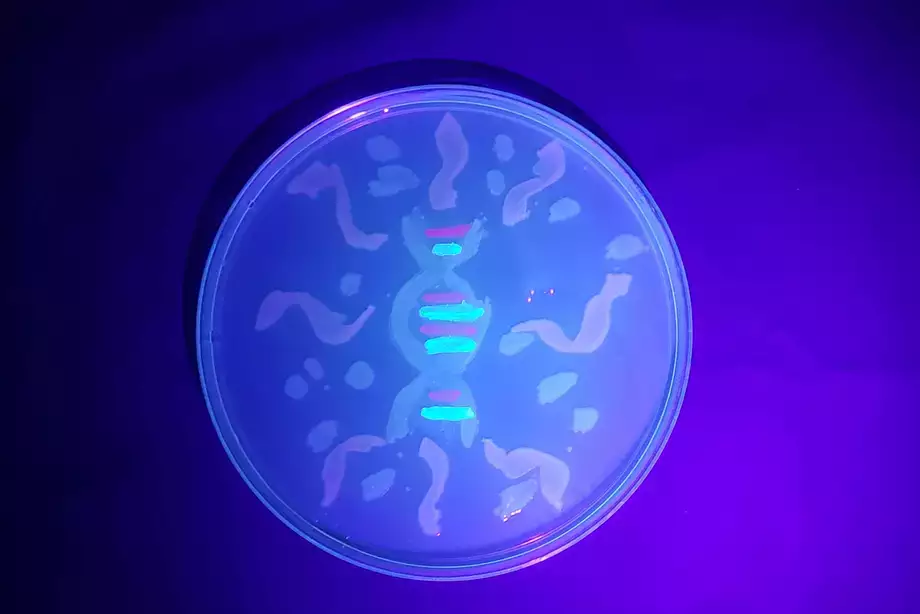 DNA painted with fluorescent bacteria