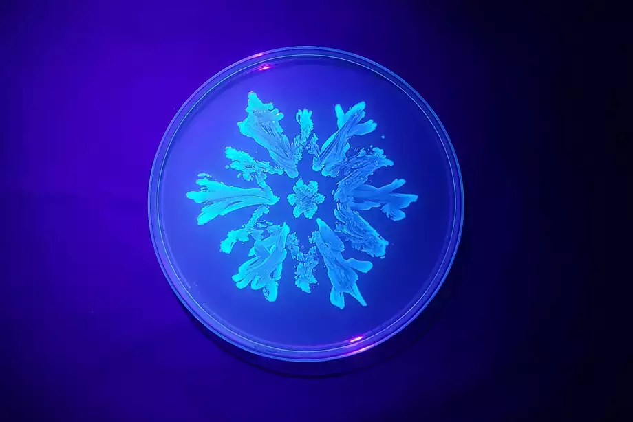 A snowflake painted with fluorescent bacteria