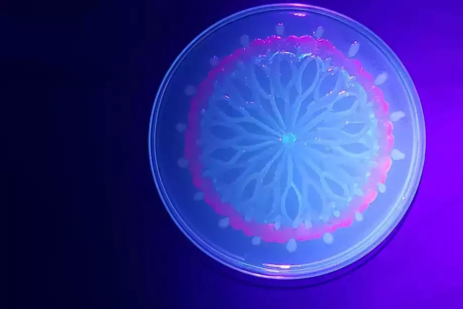 A mandala painted with fluorescent bacteria