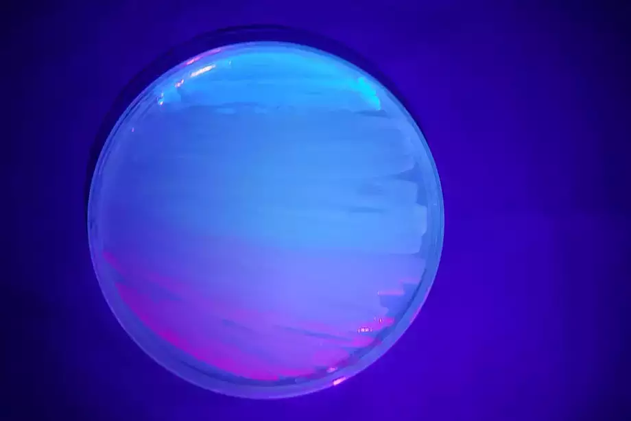 A sunset painted with fluorescent bacteria