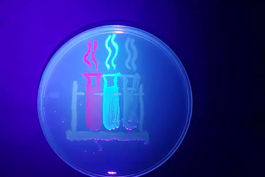 Test tubes painted with fluorescent bacteria