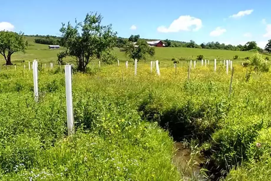 Partnership Plants 2,000 Trees to Lower Cyanobacteria Bloom Growth
