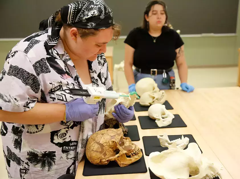 Students carefully observe and analyze dental replicas from different primates.