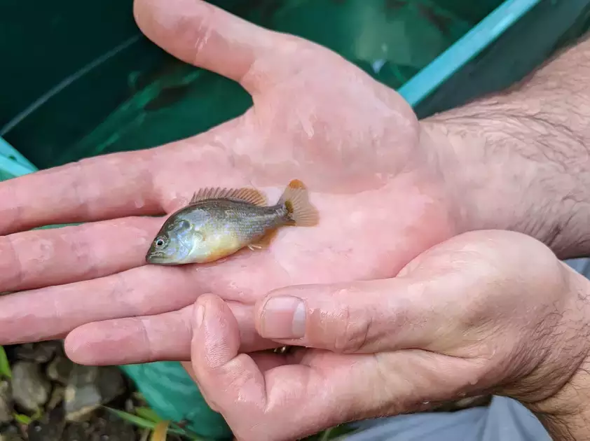 Biology student holds a sunfish fry