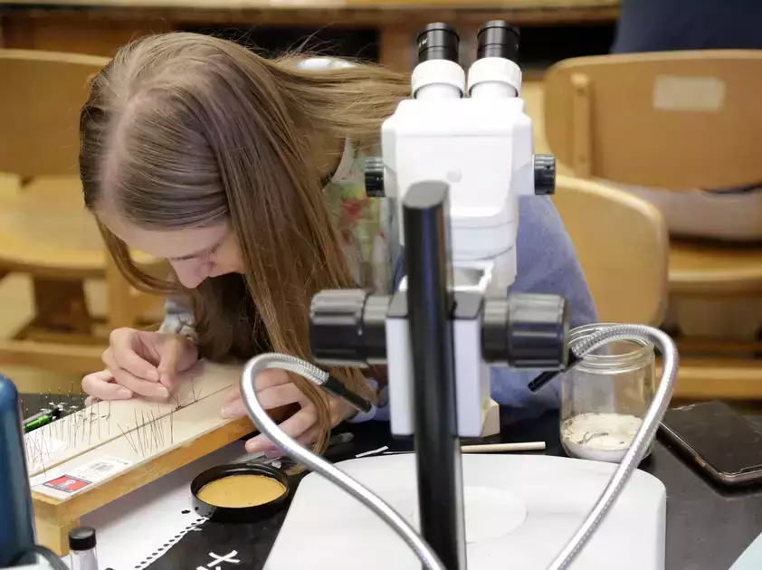 Biology student prepares specimens for an insect collection.